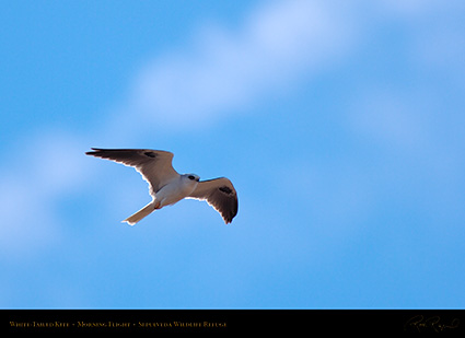 White-Tailed_Kite_Morning_Flight_HS2917