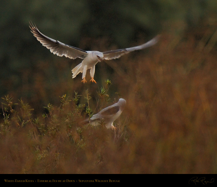 White-Tailed_Kites_Ethereal_Fly-by_X3014M
