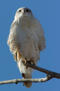 KridersRedTail_6001
