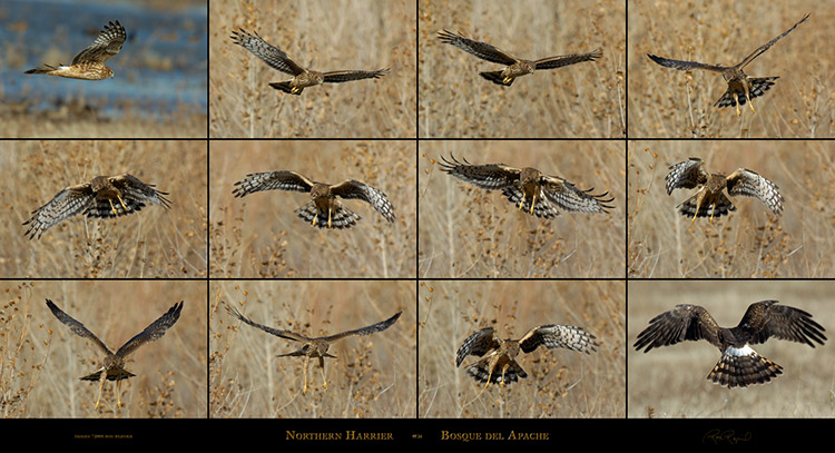NorthernHarrier