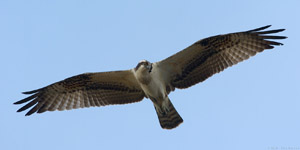 Osprey_0403