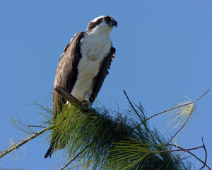 Osprey_0550