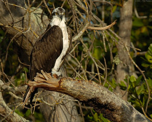 Osprey_1643