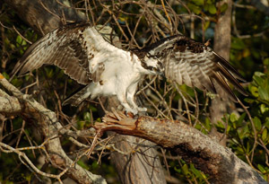 Osprey_1662