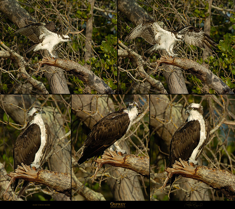 Osprey_Sanibel