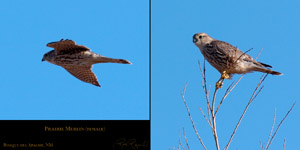 PrairieMerlin_4149-52