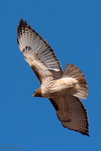RedTail_1948