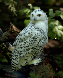 SnowyOwl_7711