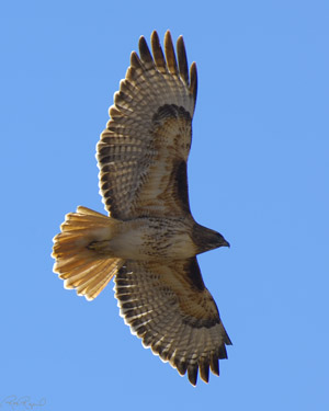 RedTail_X9047