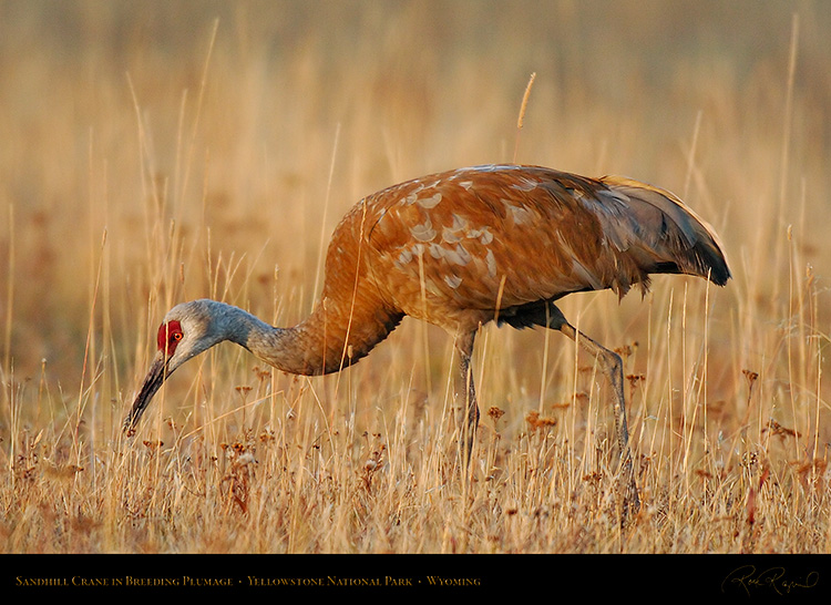 SandhillCrane_9332