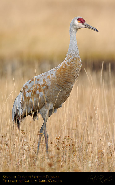 SandhillCrane_9599