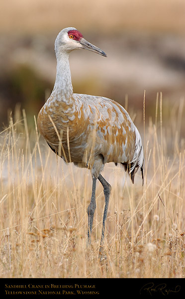 SandhillCrane_9614
