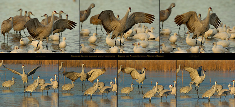 SandhillCrane_DisplaySequences