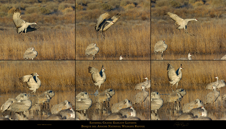 SandhillCrane_ElegantLanding