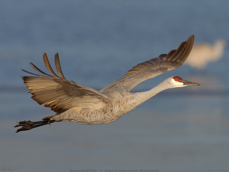 SandhillCrane_Flight_HS0725-1 SandhillCrane_Flight_HS0725-1