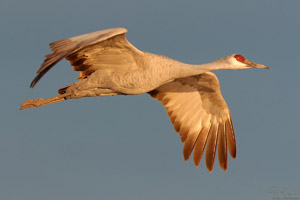 SandhillCrane_H6918