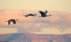 SandhillCrane_LateFly-in_3841