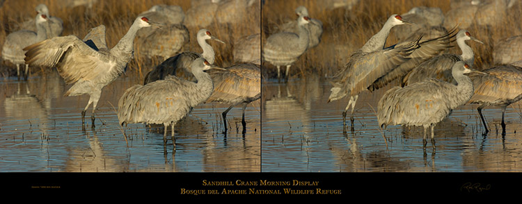 SandhillCrane_MorningDisplay