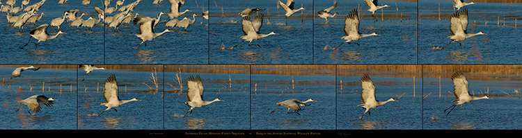 SandhillCrane_MorningFlyoutSequence SandhillCrane_MorningFlyoutSequence