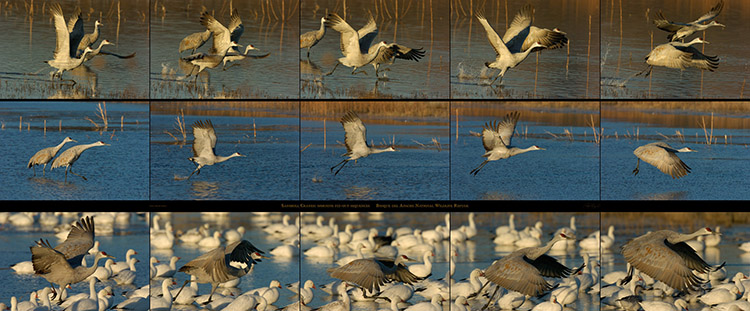 SandhillCrane_MorningFlyoutSequences