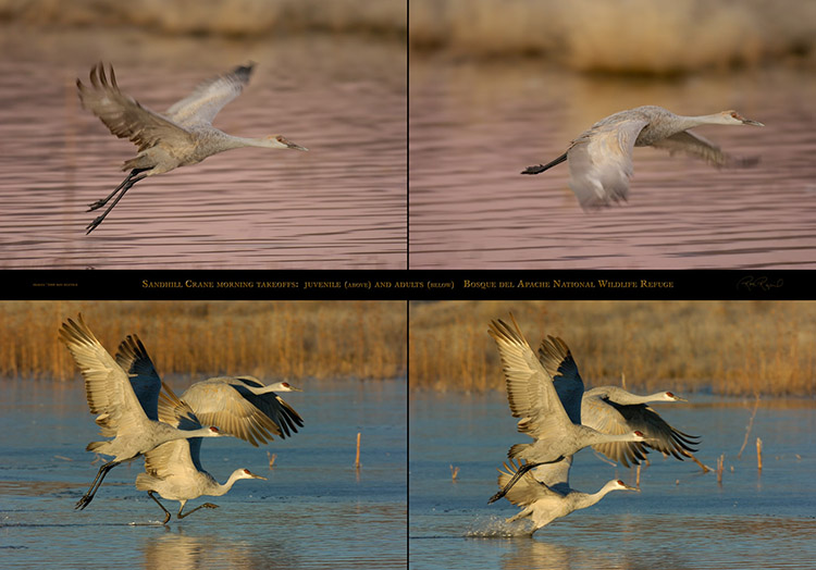 SandhillCrane_MorningTakeoffs SandhillCrane_MorningTakeoffs