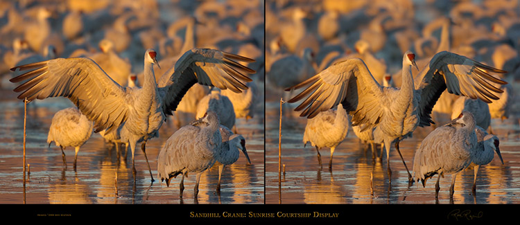 SandhillCrane_SunriseCourtshipDisplay SandhillCrane_SunriseCourtshipDisplay