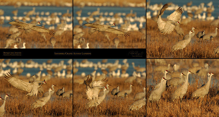 SandhillCrane_SunsetLanding_XXL