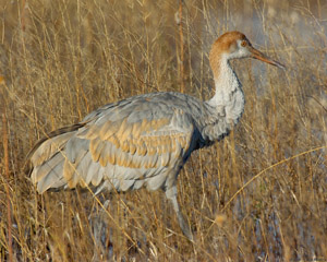 SandhillCrane_juv_1839
