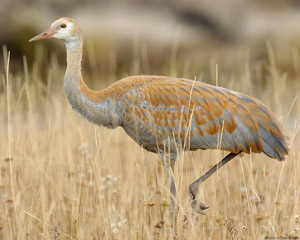 SandhillCrane_juv_9662
