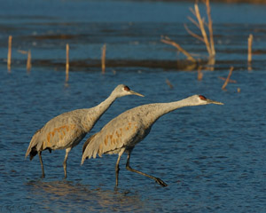 SandhillCrane_pre-takeoff_position_4696