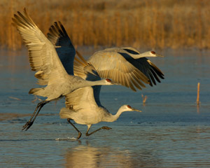 SandhillCrane_takeoff_5772