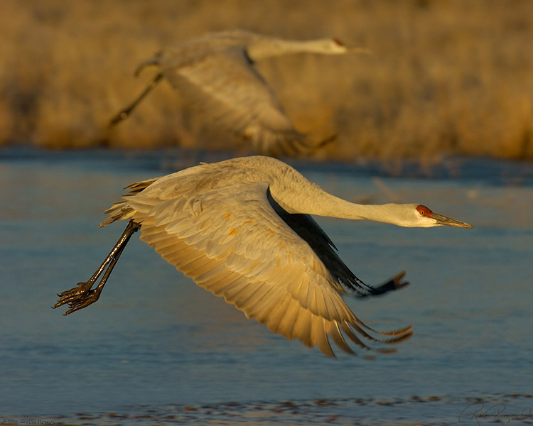 SandhillCranes_5654 SandhillCranes_5654