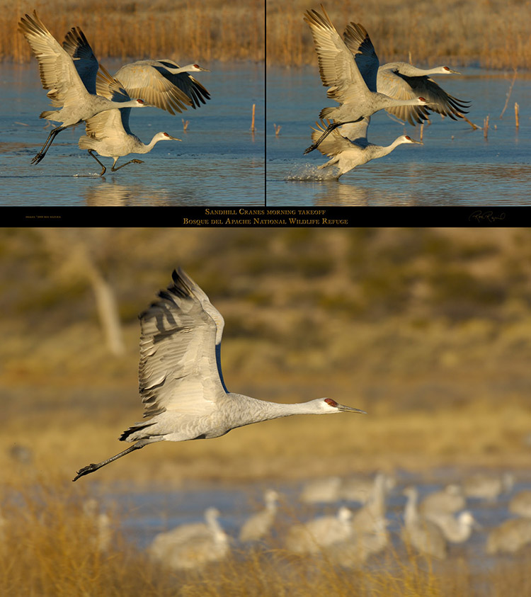 SandhillCranes_MorningTakeoff