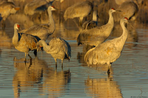 SandhillCranes_SunriseReflections_3260