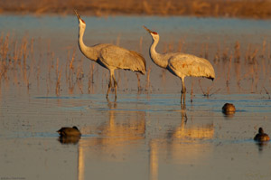 SandhillCranes_SunsetDrink_X4057