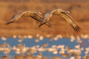SandhillCranes_Sunset_Fly-in_6999