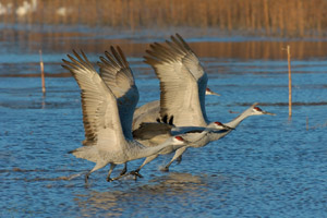 SandhillCranes_Takeoff_enMasse_4673