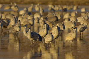 SandhillCranes_X8765