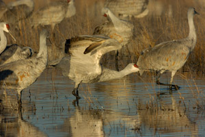 Sandhill_Assume-the-Position_3330