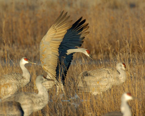 Sandhill_FullParachuteLanding_3319