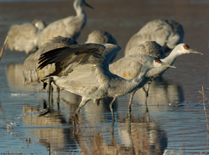 Sandhill_MidMorningTakeoff_5844