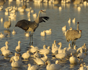 Sandhill_MorningDisplay_6343