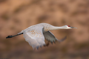 Sandhill_MorningFlight_3442