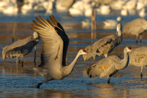 Sandhill_MorningTakeoff_4572