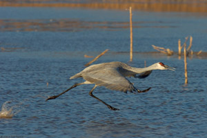 Sandhill_MorningTakeoff_4758