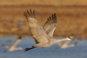 Sandhill_MorningTakeoff_HS0729