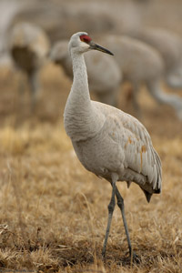 Sandhill_Posing_5423