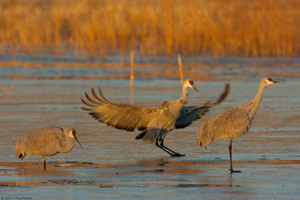 Sandhills_Climbing_out_of_the_Ice_6686
