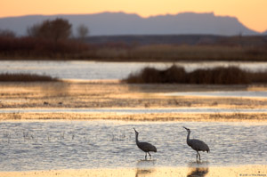 Sandhills_Drink_atDusk_HS0944