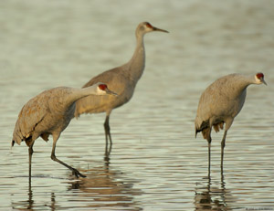 Sandhills_Pre-takeoff_Position_6441